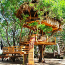 Rừng xanh hạnh phúc